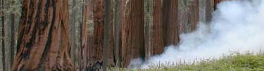 Localized smoke rising from a prescribed burn in a sequoia grove.